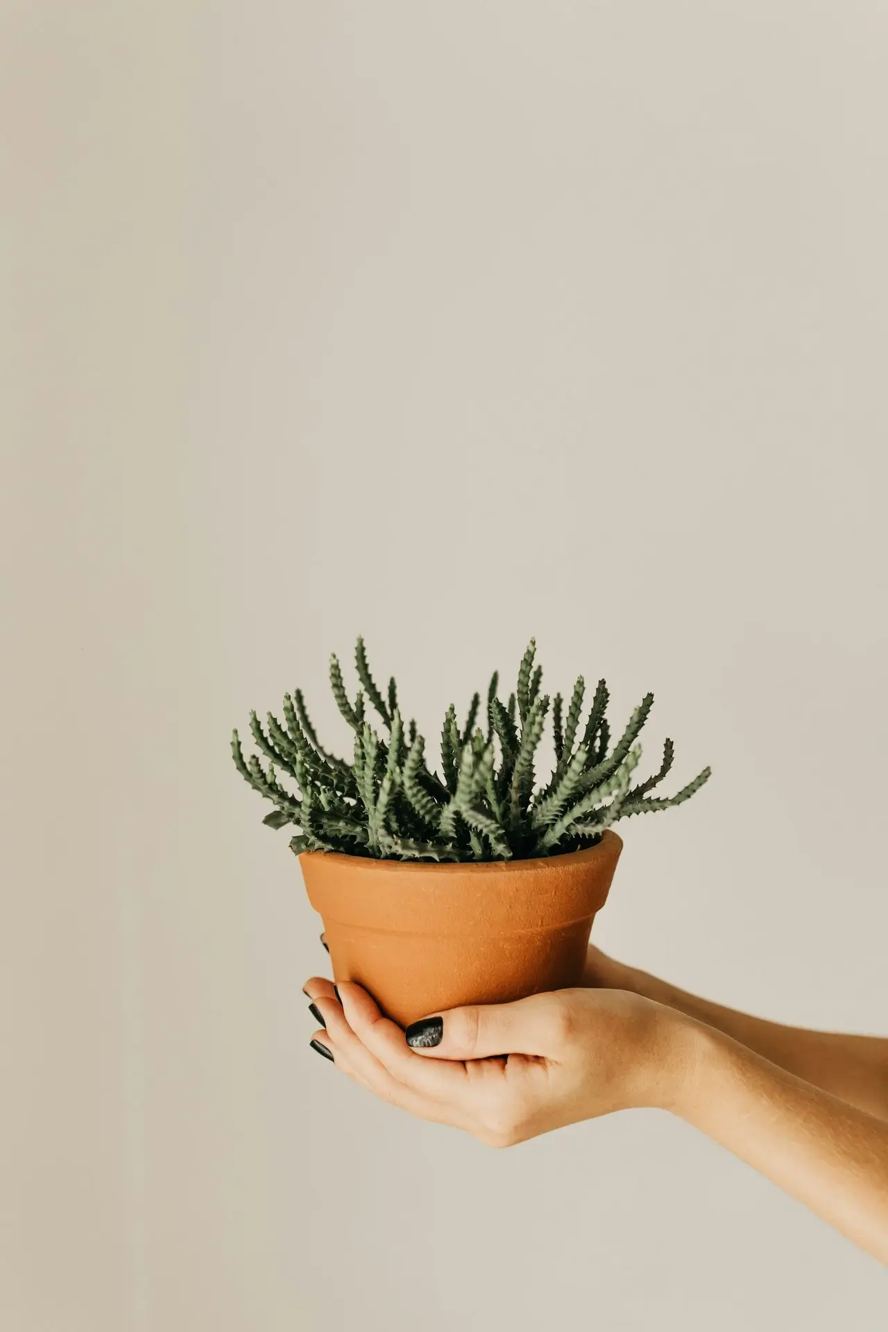 green aloe vera plant on brown pot