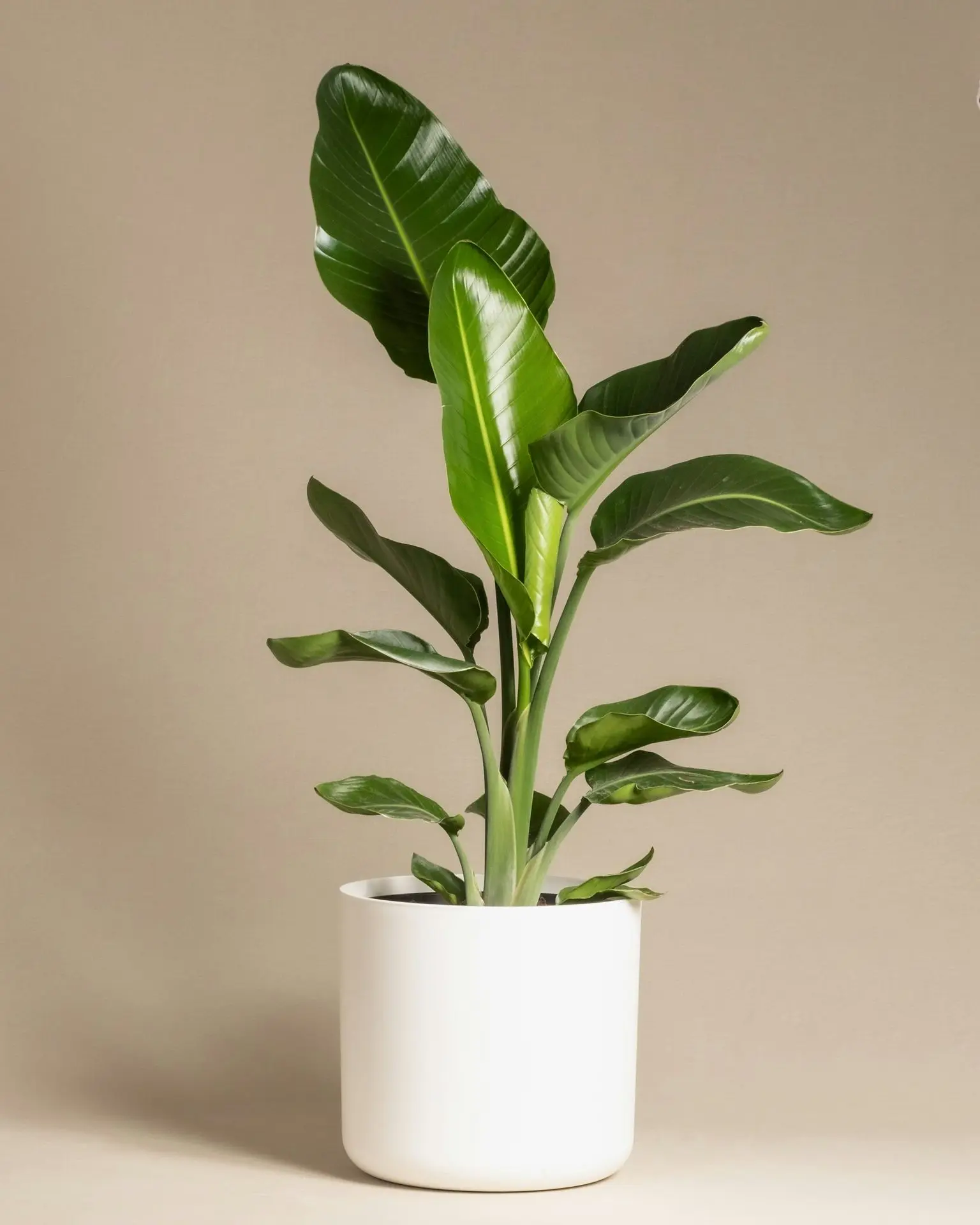 a large green plant in a white pot