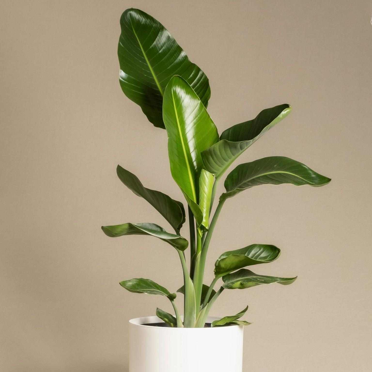 a large green plant in a white pot