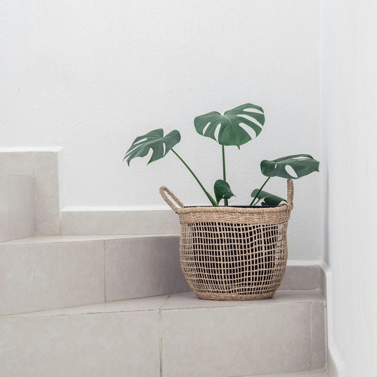green plant in brown woven basket