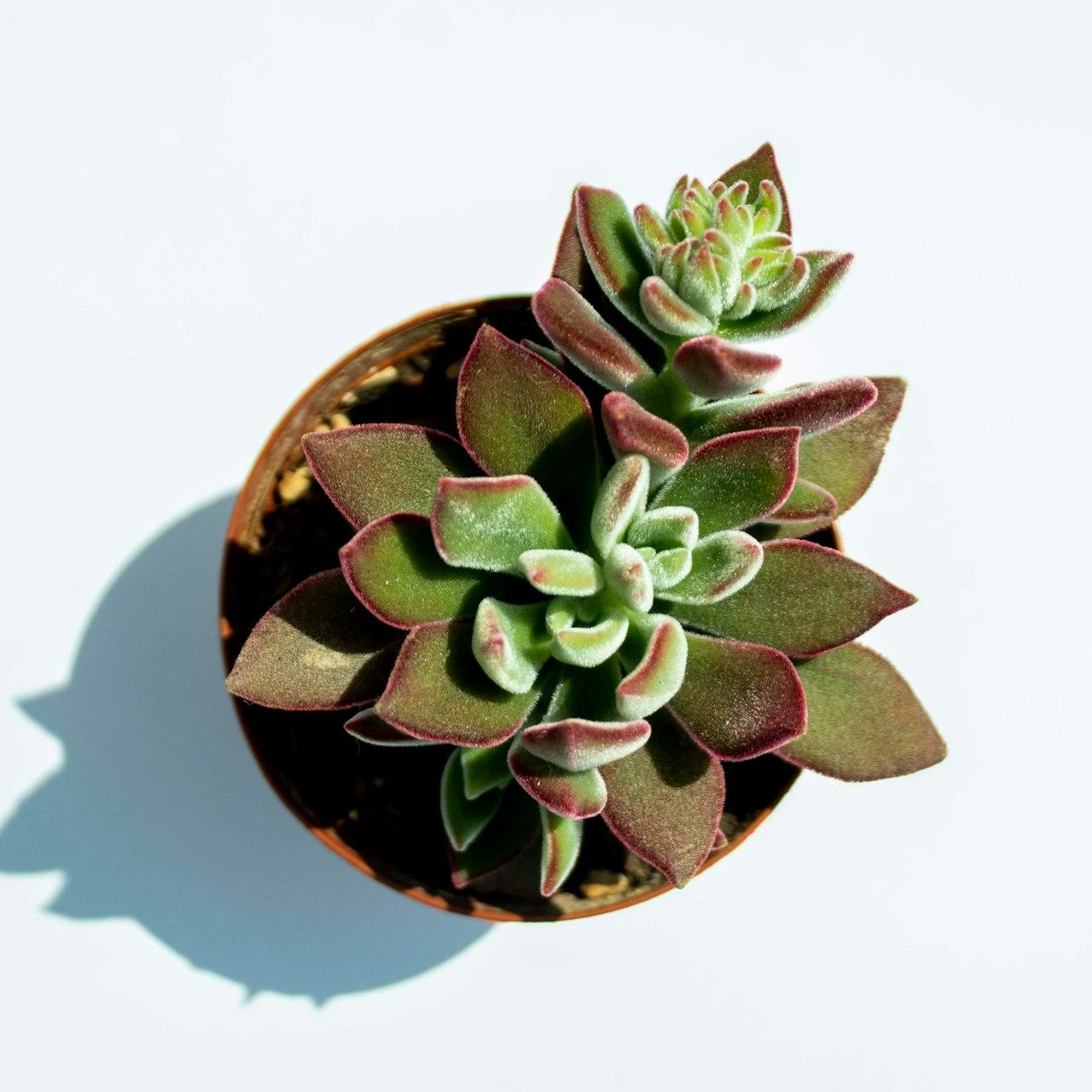 green succulent plant on brown pot