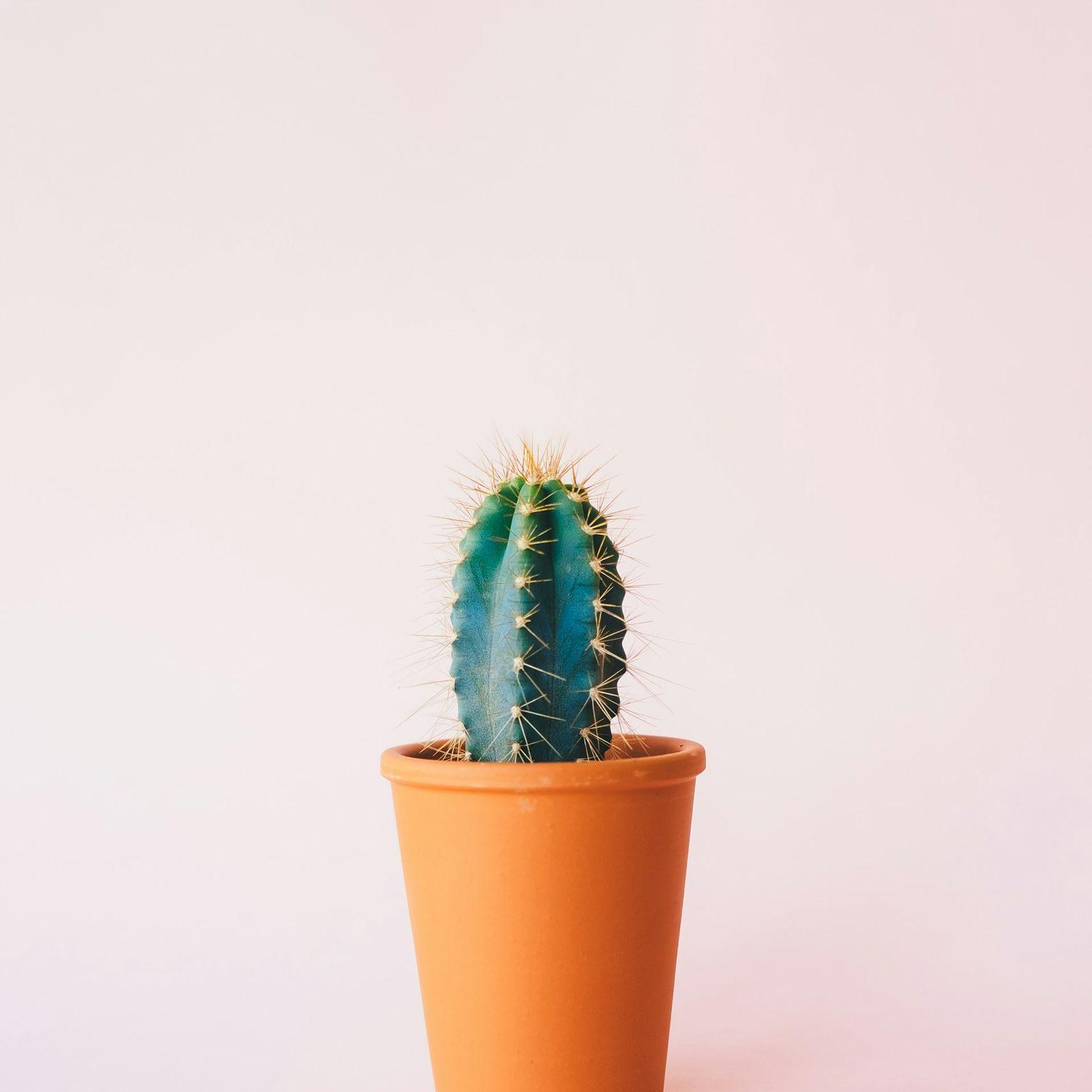 green cactus plant on brown pot