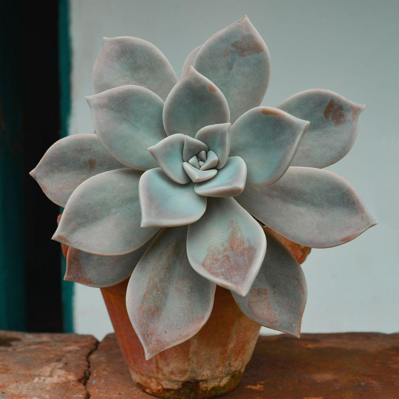 close-up photo of green succulent plant