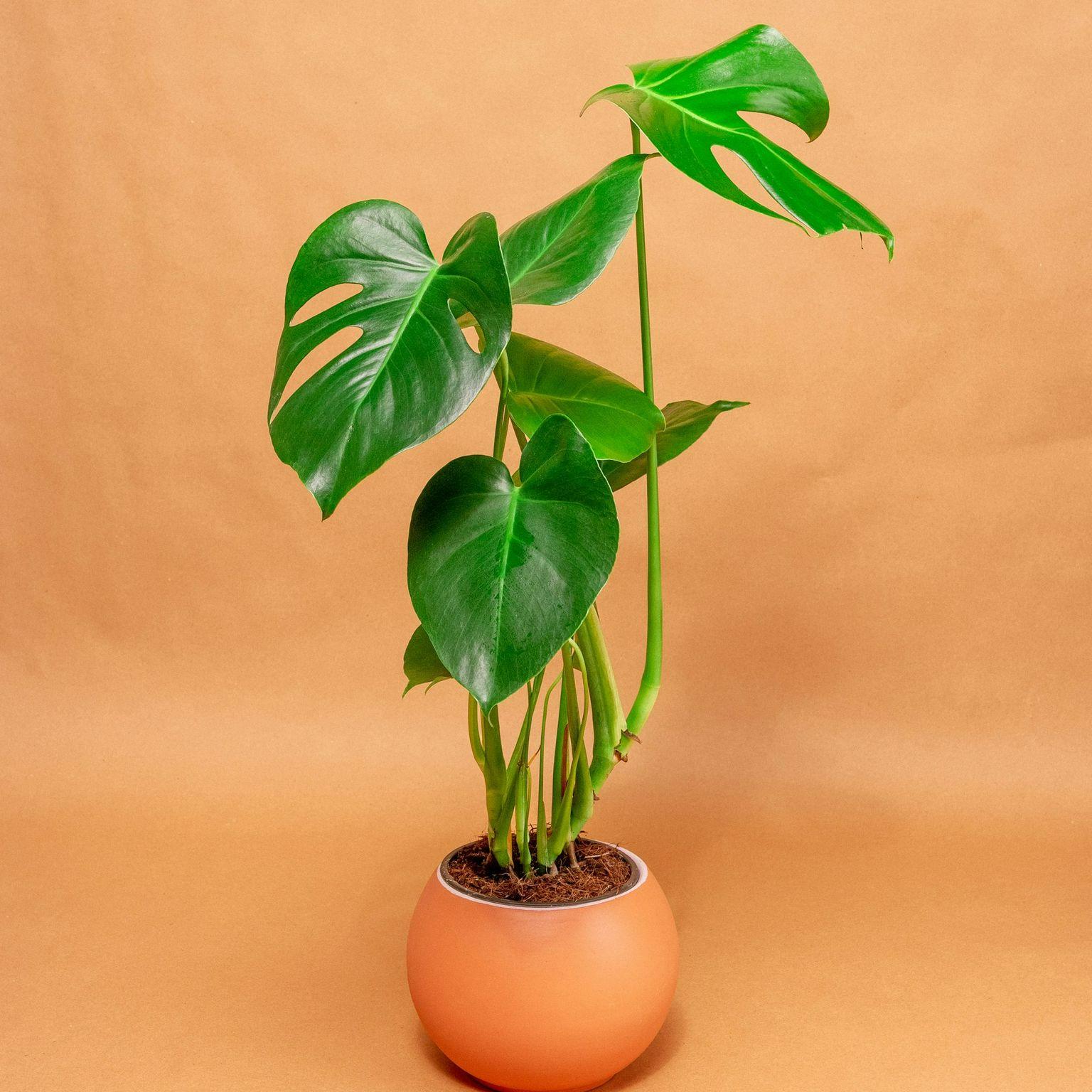 Swiss cheese plant